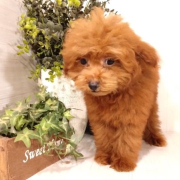 タイニープードル【三重県・男の子・2025年5月20日・レッド】の写真「ちっちゃくてとっても可愛い男の子🐶💕」