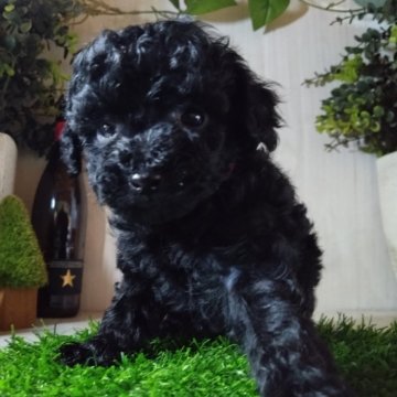 トイプードル(ティーカップ)【三重県・女の子・2025年10月21日・ブラック】の写真「元気で12月8日現在体重590g女の子♥️」