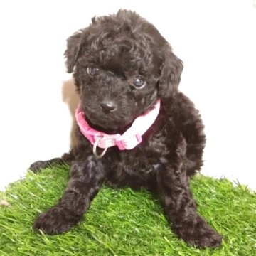 タイニープードル【三重県・女の子・2025年9月19日・ブラック】の写真「小さくてとっても可愛い4兄妹の女の子です🐶💕」