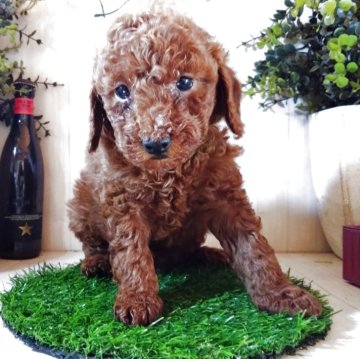 トイプードル(トイ)【三重県・男の子・2025年10月14日・レッド】の写真「元気で可愛い仲良し3兄妹の男の子です🐶💕」