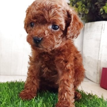 トイプードル(ティーカップ)【三重県・女の子・2025年10月21日・レッド】の写真「7匹生れの最小480g元気な女の子🍀♥️」