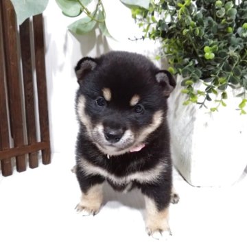 柴犬(豆柴)【三重県・女の子・2025年5月31日・黒】の写真「ちっちゃくて可愛い😆💦5兄妹の女の子です💕」