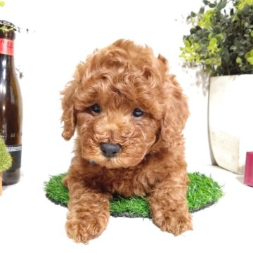 トイプードル(トイ)【三重県・男の子・2025年9月20日・レッド】の写真「元気で可愛い仲良し4兄妹の男の子です🐶💕」