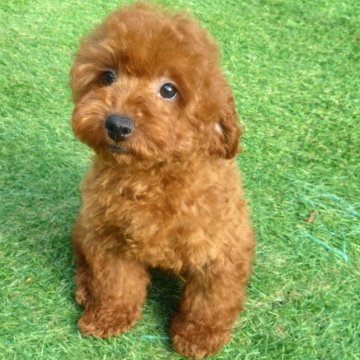 トイプードル(タイニー)【三重県・男の子・2024年10月31日・レッド】の写真「【特報】今月中にご成約の場合、2万円引き🐶!!」