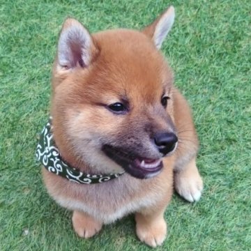 柴犬(標準サイズ)【三重県・男の子・2025年3月31日・赤】の写真「モフモフ感たまらない🤣癒されること間違いなし💕」