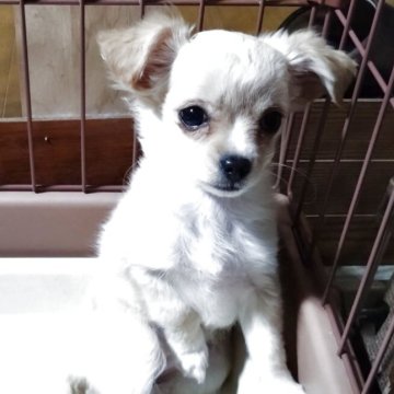 ミックス【三重県・女の子・2025年9月1日・クリーム】の写真「艶のある綺麗な被毛で小さくて可愛い女の子🐶💕」