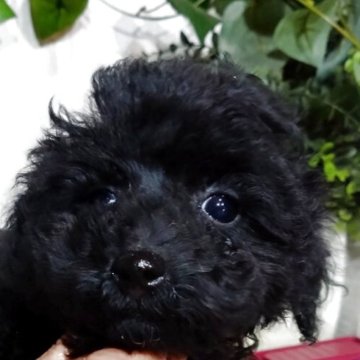 トイプードル(ティーカップ)【三重県・男の子・2025年9月19日・ブラック】の写真「ティーカップ予想💕実物めっちゃ可愛い🍀」