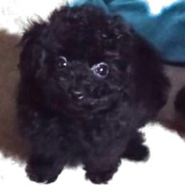 タイニープードル【三重県・男の子・2025年5月20日・ブラック】の写真「お目々ぱっちり🐶とっても可愛い男の子🐶💕」