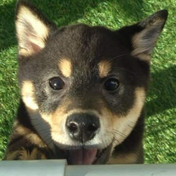 豆柴の子犬を探す｜ブリーダー直販の子犬販売【みんなのブリーダー】