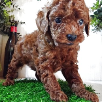 トイプードル(タイニー)【三重県・女の子・2025年10月14日・レッド】の写真「3兄妹で、元気だ一番ちっちゃいです♥️」