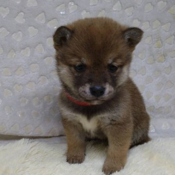 柴犬(豆柴)【三重県・女の子・2025年1月9日・赤】の写真「めちゃくちゃちっちゃい😆可愛い過ぎます💞」