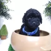 タイニープードル