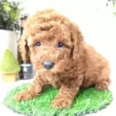 トイプードル(トイ)