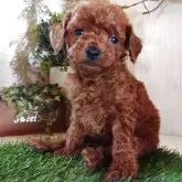 ティーカッププードル