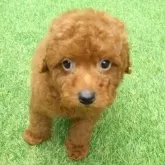 タイニープードル