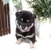 豆柴