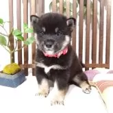 豆柴