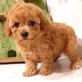 タイニープードル