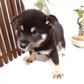 豆柴