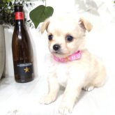 ミックス(チワワ×ポメプー)