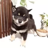 豆柴