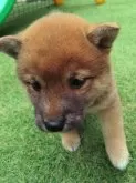 柴犬(標準サイズ)【三重県・女の子・2025年3月31日・赤】の写真2