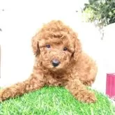 トイプードル(トイ)【三重県・女の子・2025年9月20日・レッド】の写真2