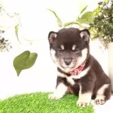 豆柴【三重県・女の子・2025年9月12日・黒】の写真2