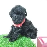 タイニープードル【三重県・女の子・2025年9月19日・ブラック】の写真2