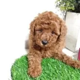 トイプードル(トイ)【三重県・女の子・2025年9月20日・レッド】の写真3