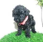 タイニープードル【三重県・女の子・2025年9月19日・ブラック】の写真3