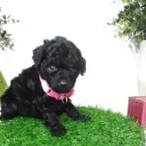 タイニープードル【三重県・女の子・2025年9月19日・ブラック】の写真4