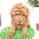 トイプードル(トイ)【三重県・女の子・2025年9月20日・レッド】の写真4