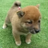 柴犬(標準サイズ)【三重県・女の子・2025年3月31日・赤】の写真4