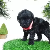 タイニープードル【三重県・女の子・2025年9月19日・ブラック】の写真5