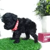 タイニープードル【三重県・女の子・2025年9月19日・ブラック】の写真6