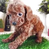 タイニープードル【三重県・女の子・2025年10月21日・レッド】の写真6