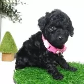 タイニープードル【三重県・女の子・2025年9月19日・ブラック】の写真8