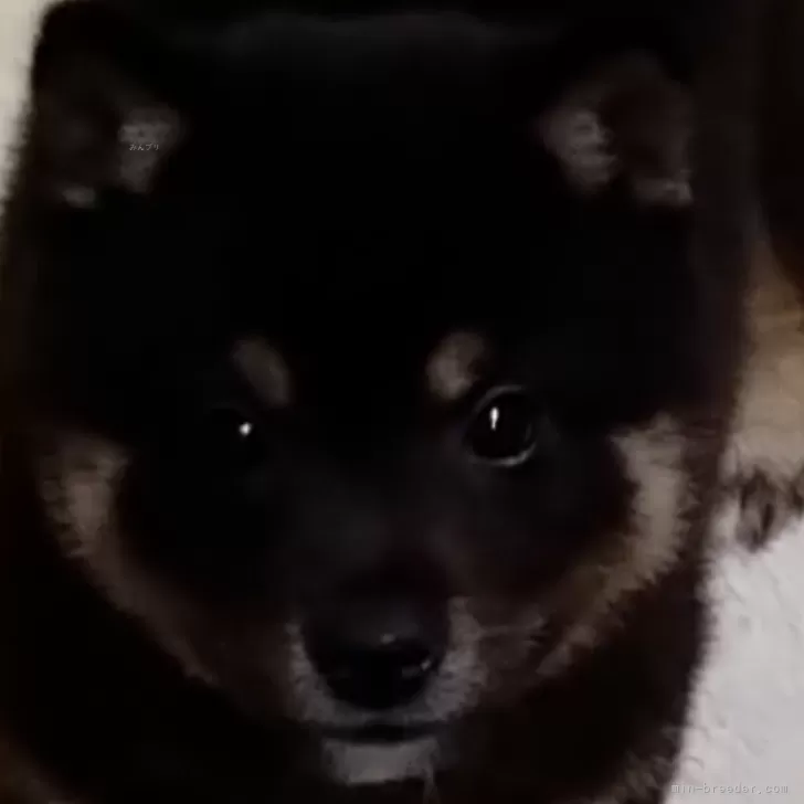 ID：2312-05747の子犬