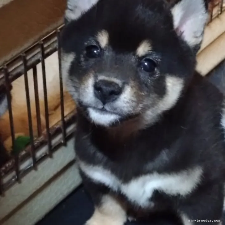 ID:2305-01933の子犬