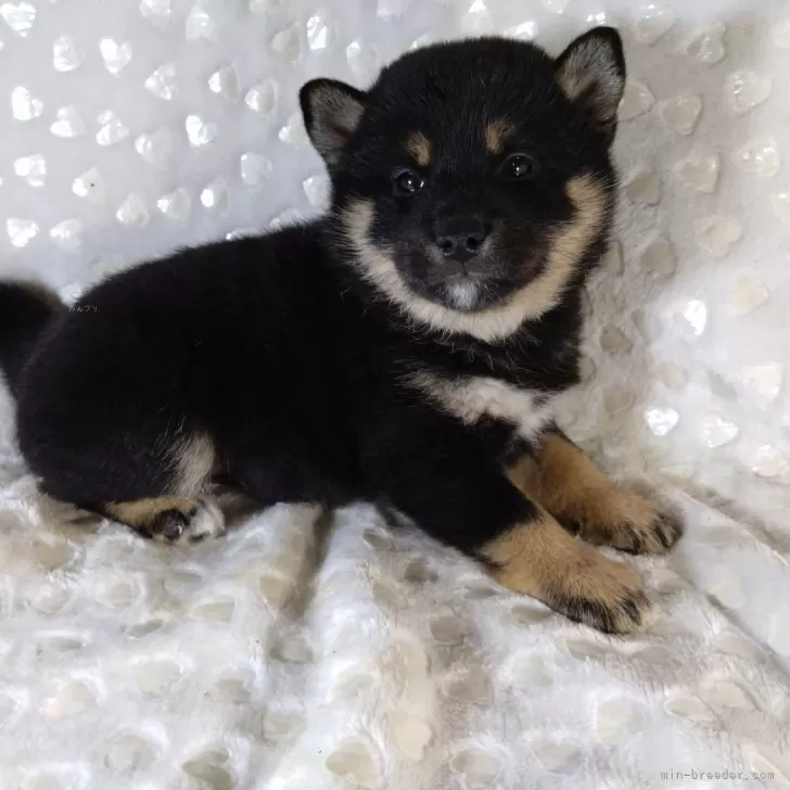 ID:2405-07489の子犬