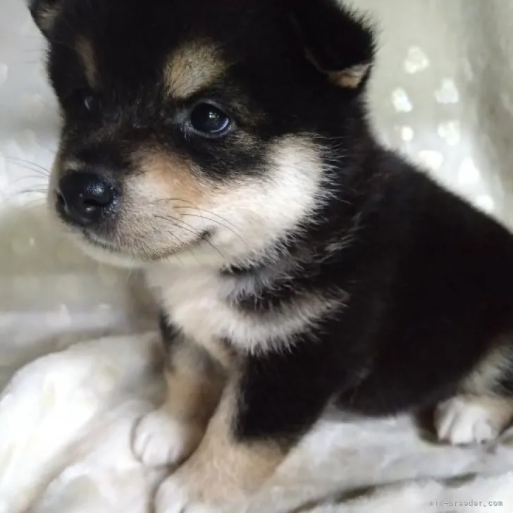 ID：2308-06216の子犬