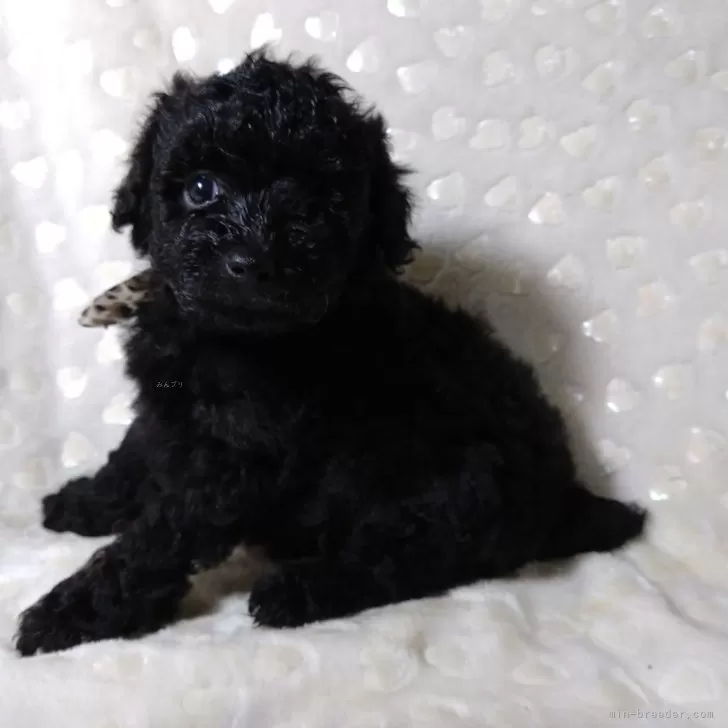 ID:2407-02518の子犬