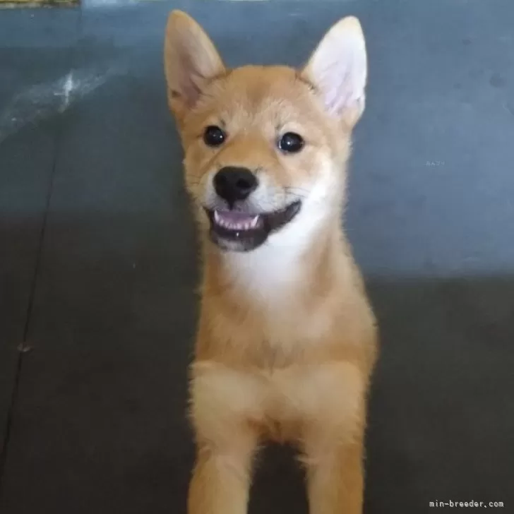 ID：2405-07495の子犬