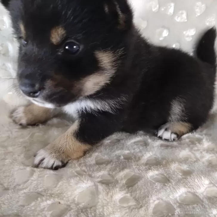 ID：2405-02937の子犬