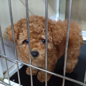 トイプードル(タイニー)【三重県・男の子・2024年2月18日・レッド】の写真「可愛いです✨」