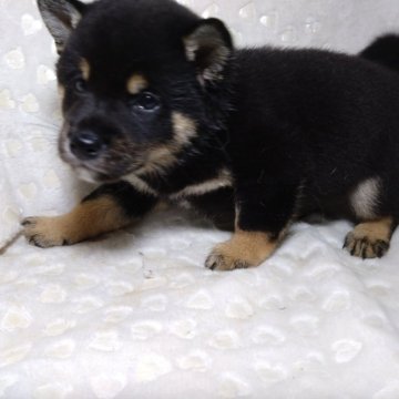 柴犬(豆柴)【三重県・男の子・2024年6月16日・黒】の写真「８月11日販売修了予定！特価🌈今から変化！」