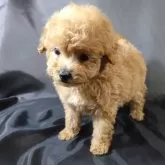 ミックス(トイプードル×ポメラニアン)【三重県・女の子・2024年5月12日・アプリ】の写真1