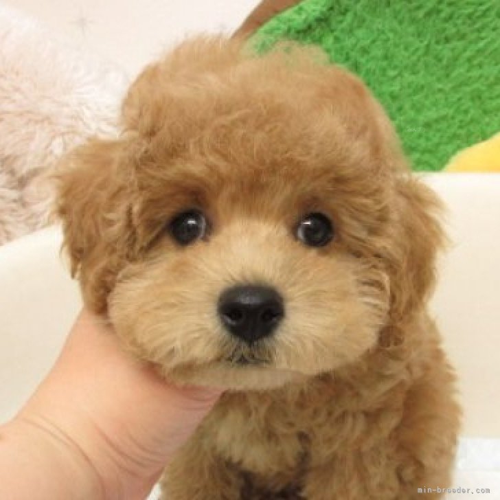 ブリーダー画像