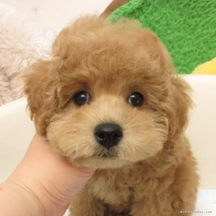 トイプードル(トイ)【大阪府・男の子・2025年5月28日・オレンジフォーン(アプリコット)】の写真1